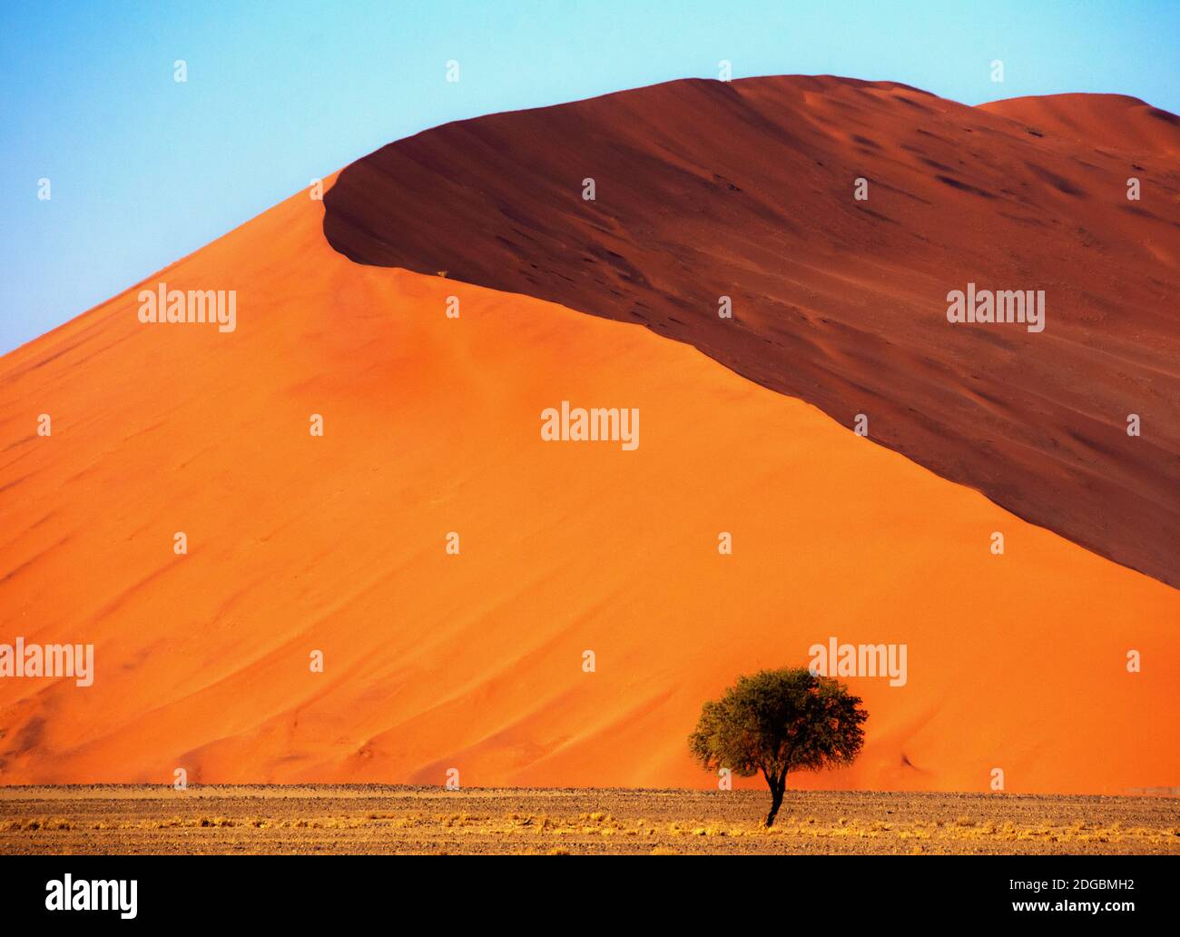 Baum vor einer riesigen Sanddüne, Sossusvlei, Namib Naukluft National Park, Namibia Stockfoto