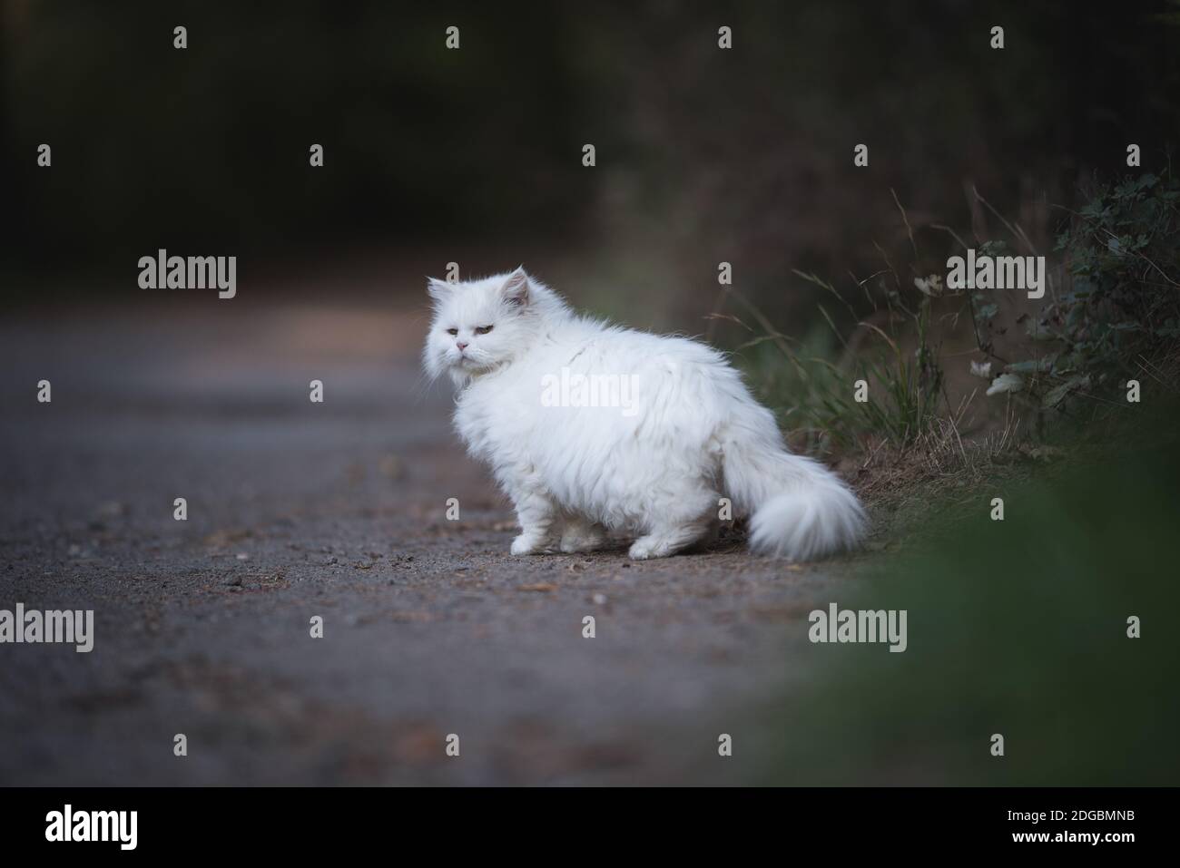 Weiße perserkatze blickt zurück auf einen Fußweg in der Nähe der Wald Stockfoto