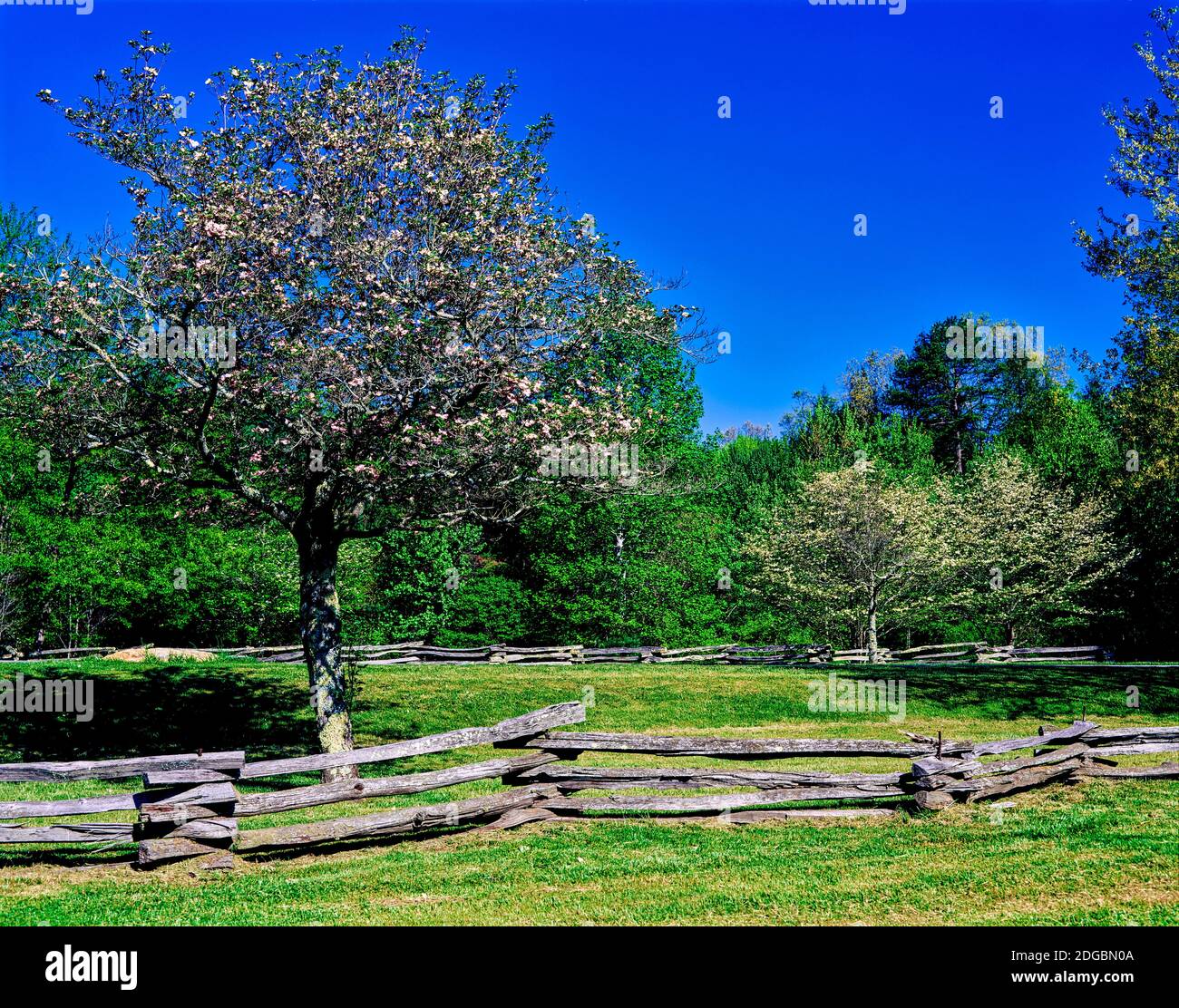 Blütenbäume in Farm, Davidson River Campground, Pisgah National Forest, Brevard, North Carolina, USA Stockfoto