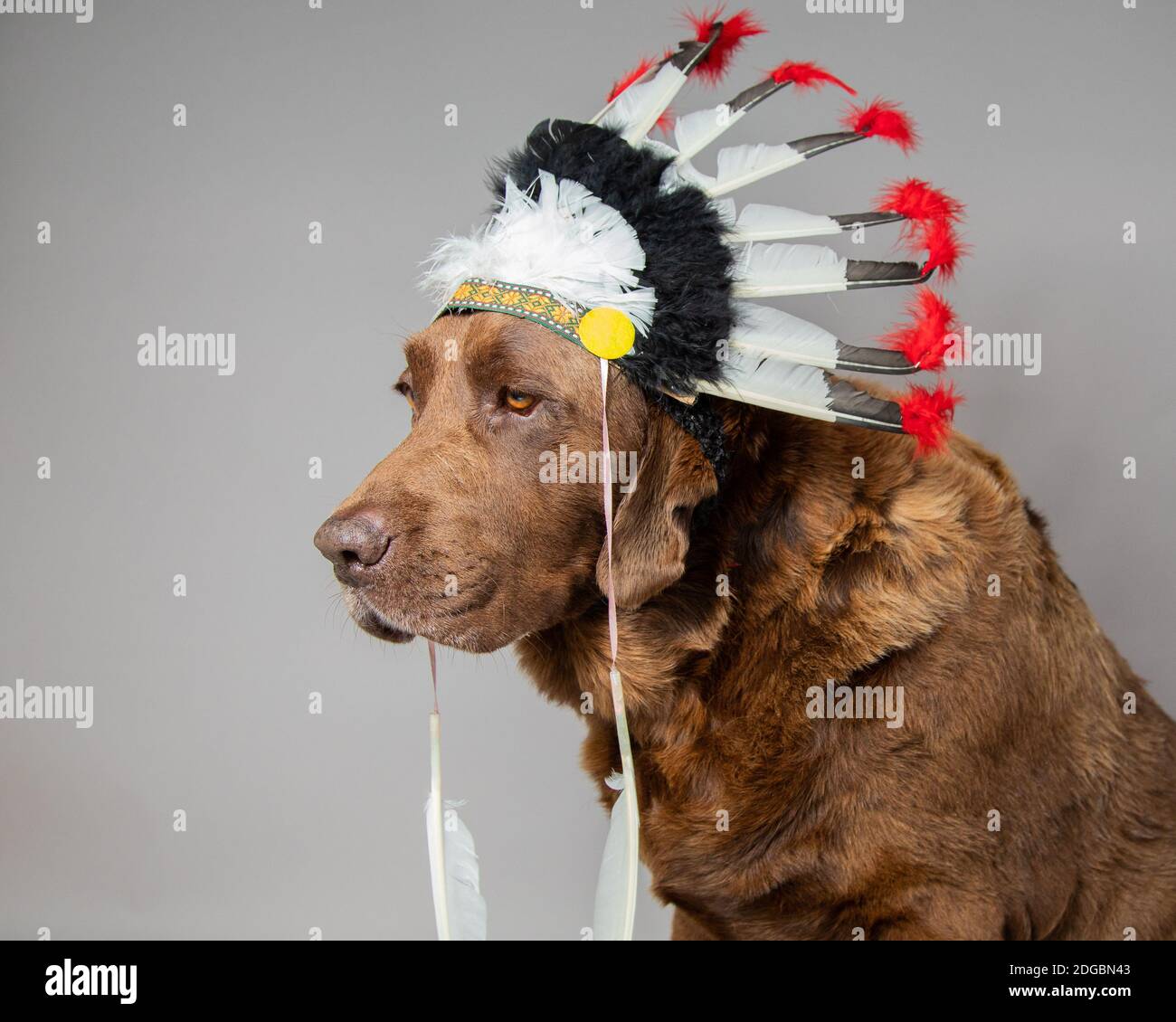 Portrait eines Schokoladen labrador Hundes in einem gebürtigen Amerikaner Kopfbedeckung Stockfoto