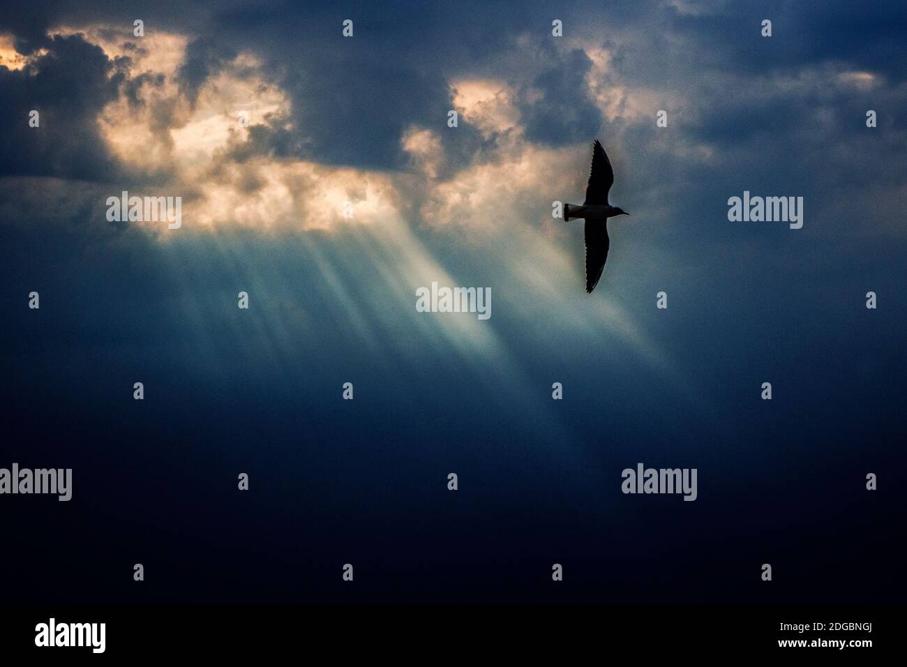Silhouette eines Vogels, der im Himmel fliegt und Sonnenlicht überflutet Durch Wolken Stockfoto