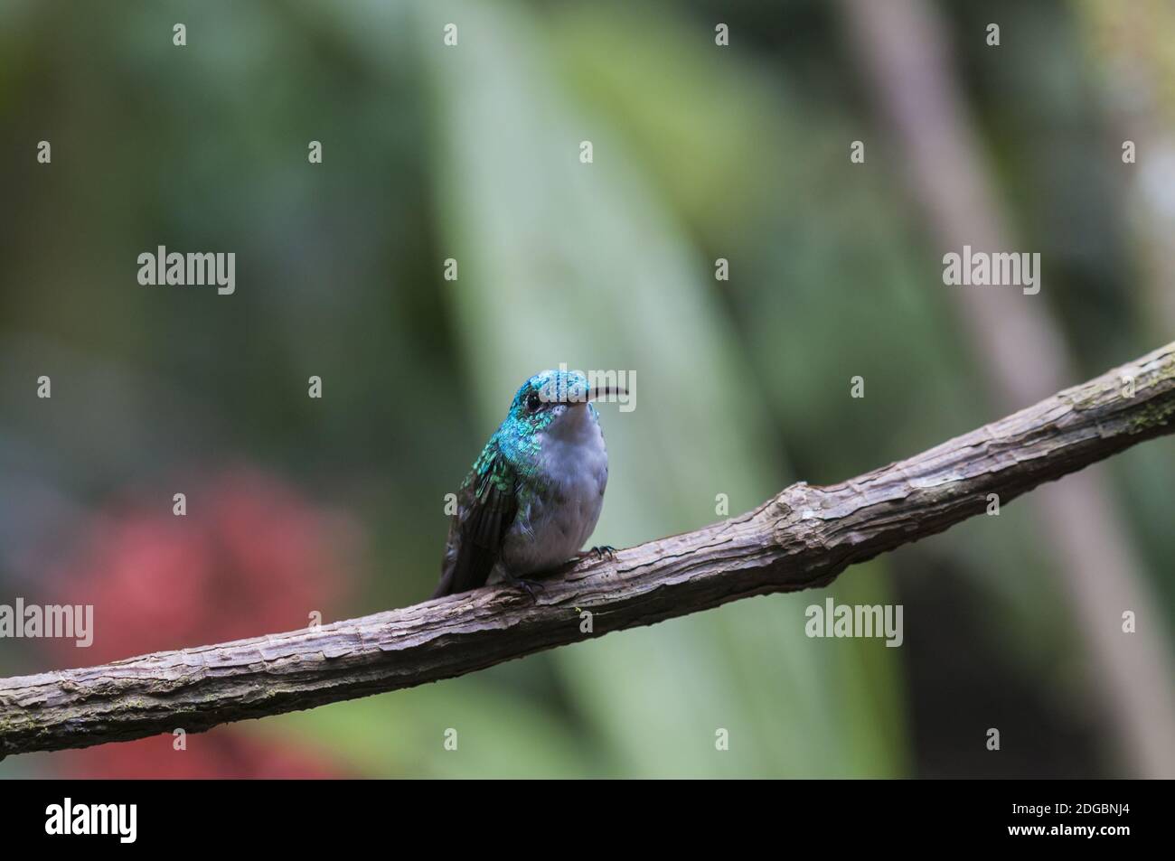Blau Kolibri (Der) sitzt auf einem Ast, Nebelwald, Ecuador. Stockfoto