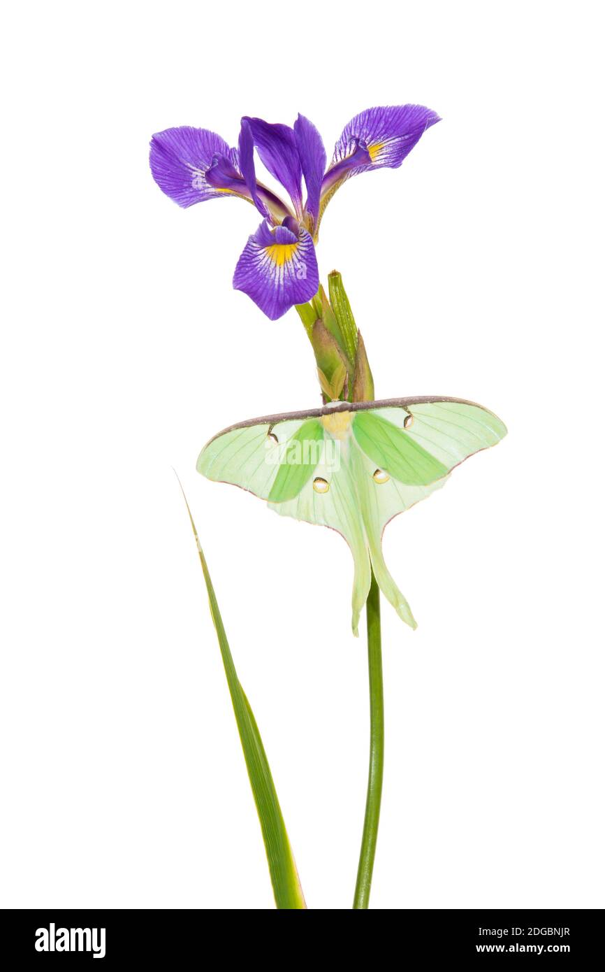 Luna Moth (ACTIAS luna) Barching on Blue Flag Iris (Iris versicolor) Blume, Marion County, Illinois, USA Stockfoto
