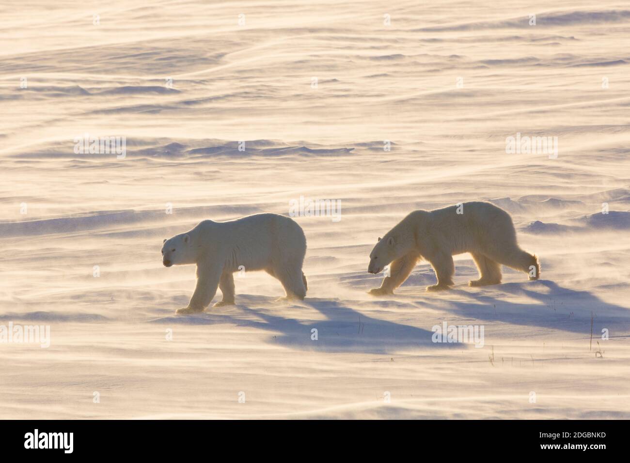 Eisbären (Ursus maritimus) beim Wandern im Schnee, Wapusk National Park, Churchill, Manitoba, Kanada Stockfoto