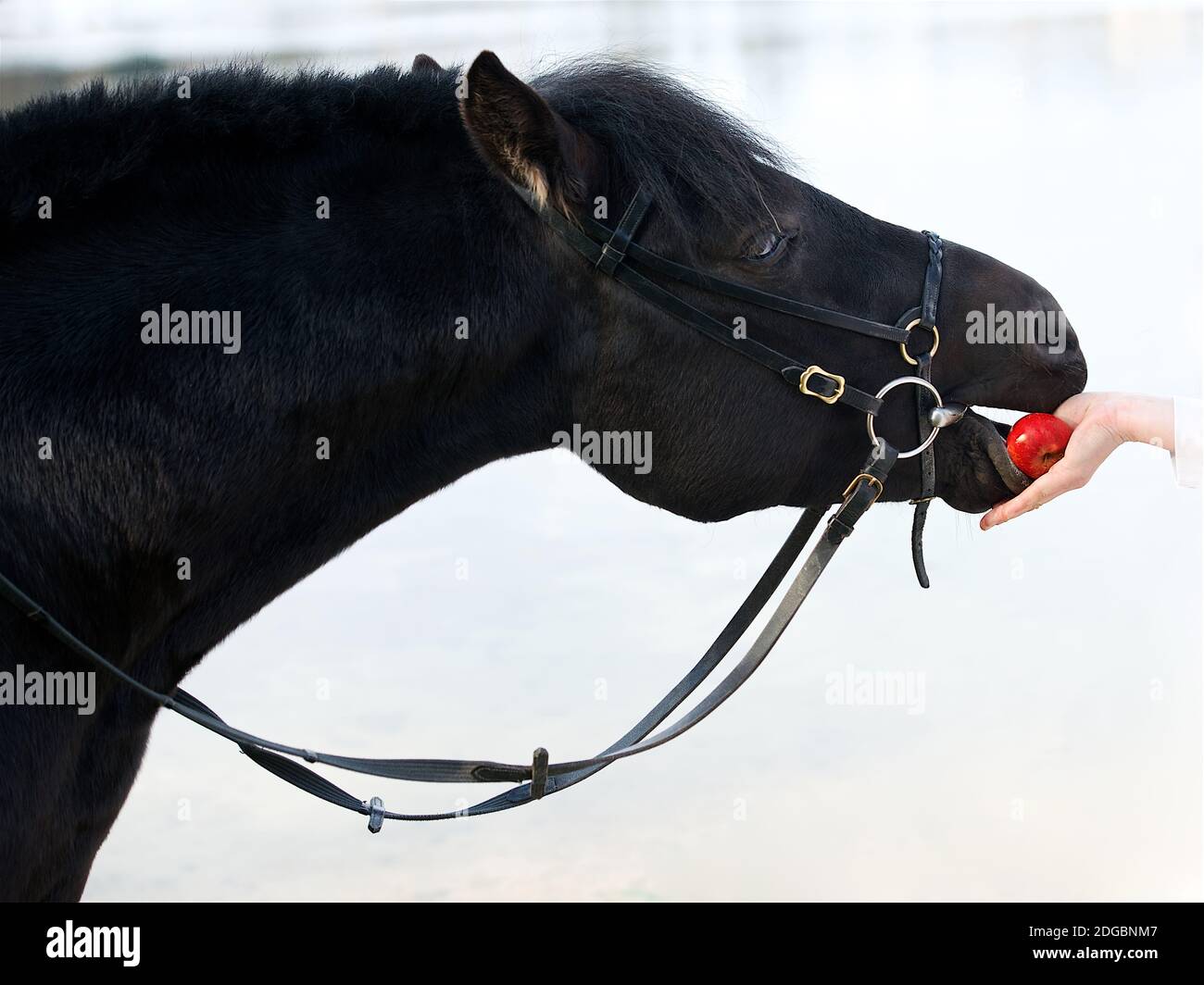 Frauenhand, die einem Pferd einen Apfel füttert Stockfoto
