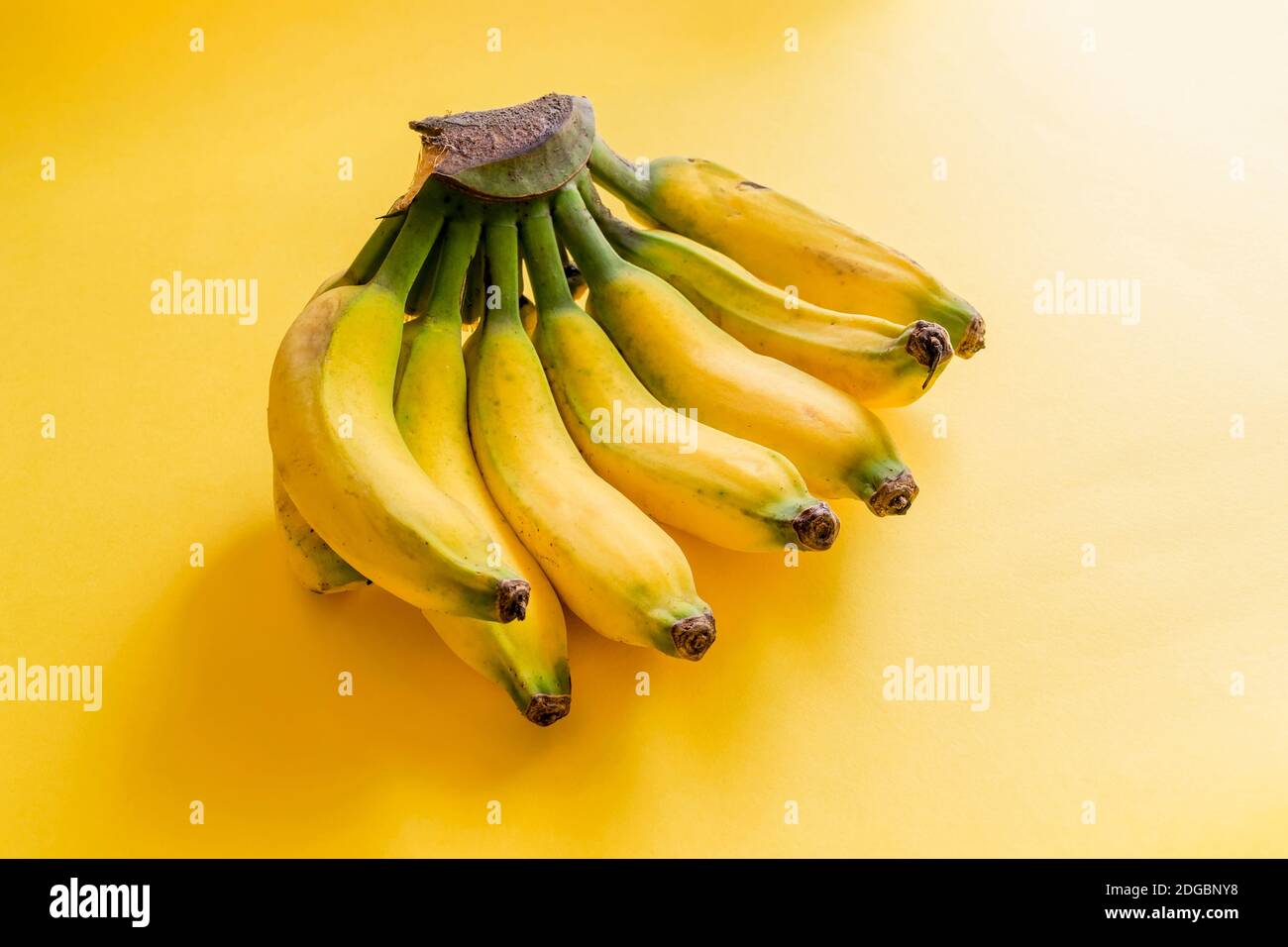 Gesunde Bananenbündel auch als Musa Paradisica on bekannt Der gelbe Hintergrund Stockfoto