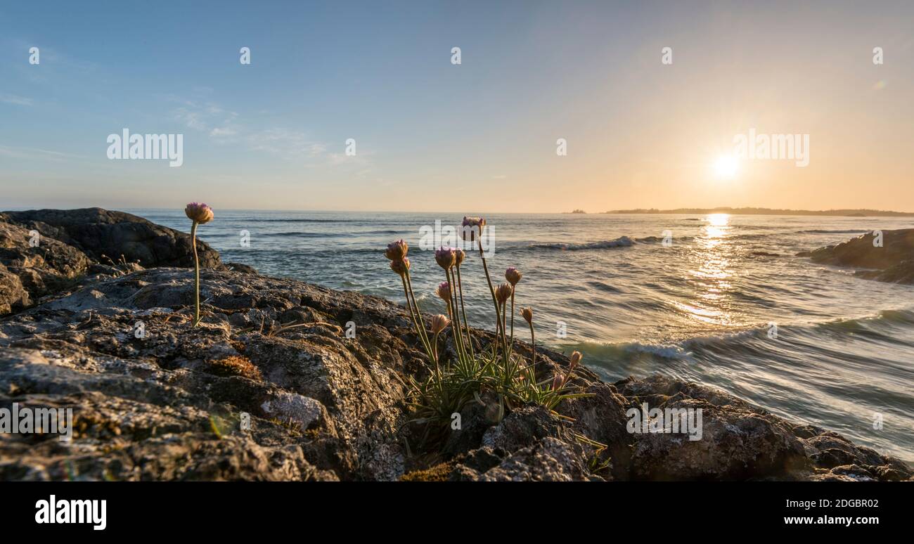 Meeresrosa (Armeria maritima) Wildblumen am Long Beach, Pacific Rim National Park Reserve, Vancouver Island, British Columbia, Kanada Stockfoto