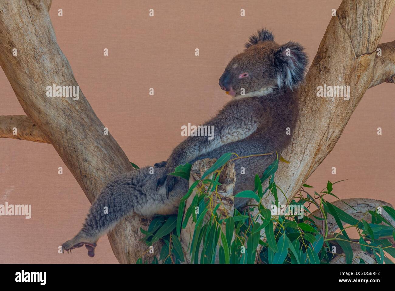 Koala auf einem Baumstamm im Cleland Wildlife Park in der Nähe von Adelaide, Australien Stockfoto