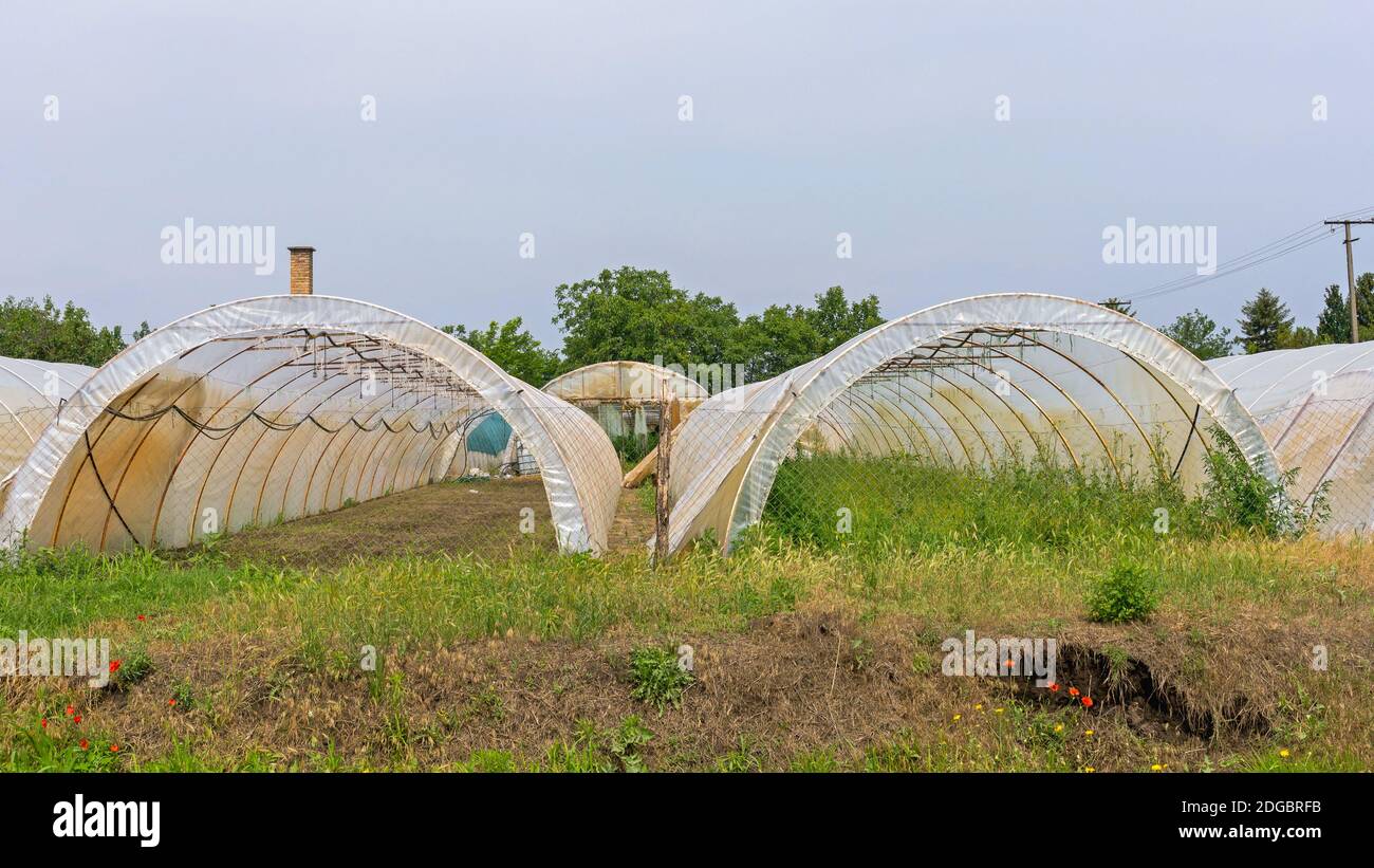 Plastic Green House für die Herstellung von Gemüse Farm Stockfoto