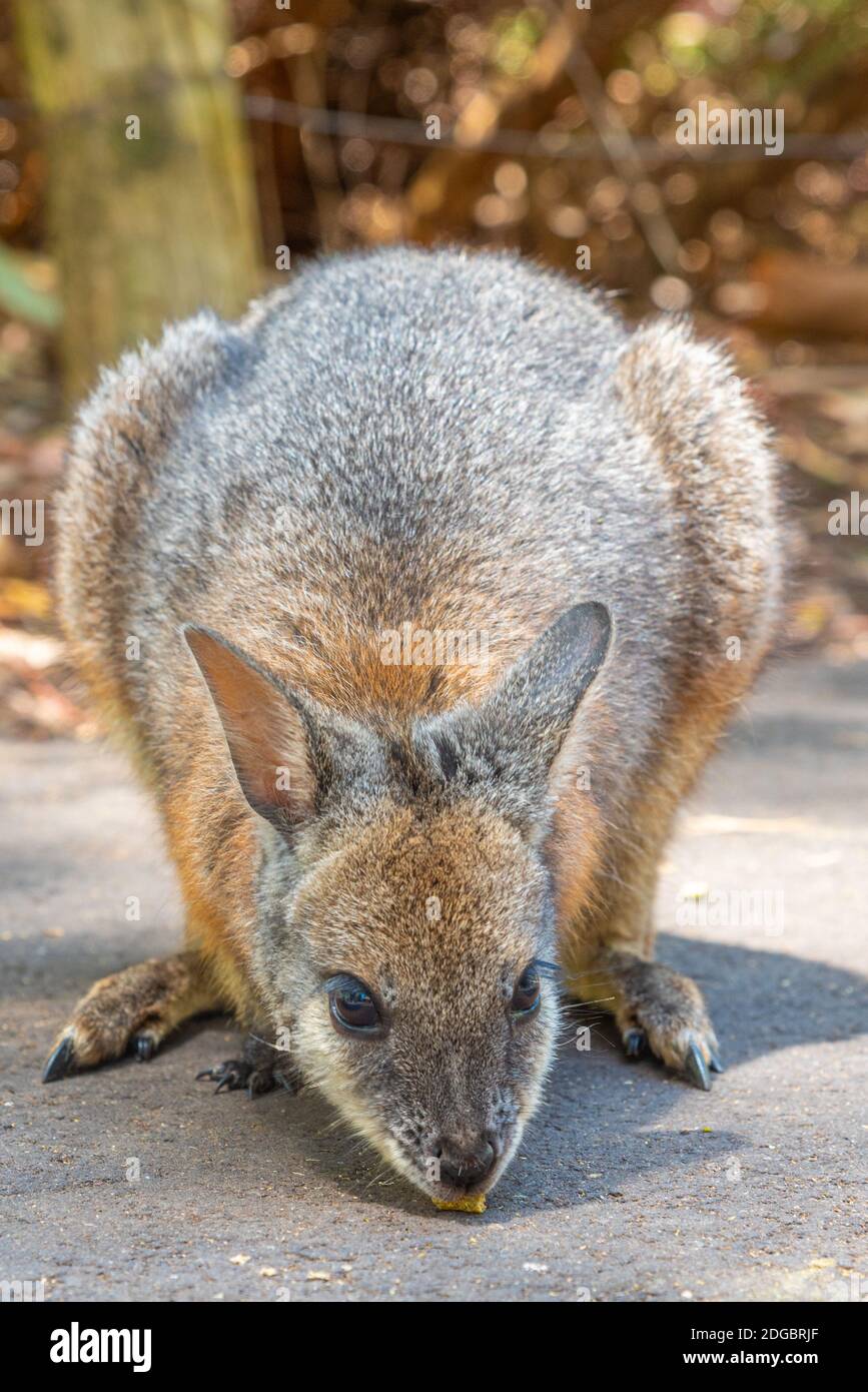 Wallaby im Cleland Wildlife Park in der Nähe von Adelaide, Australien Stockfoto