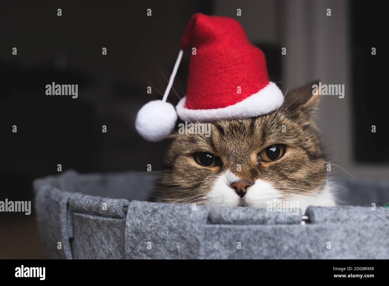 Tabby british shorthait Katze mit Santa Hut auf ralxing in PET-Wette bei Kamera suchen Stockfoto