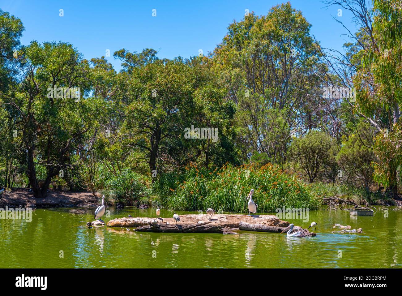 Pelikane im Cleland Wildlife Park in der Nähe von Adelaide, Australien Stockfoto