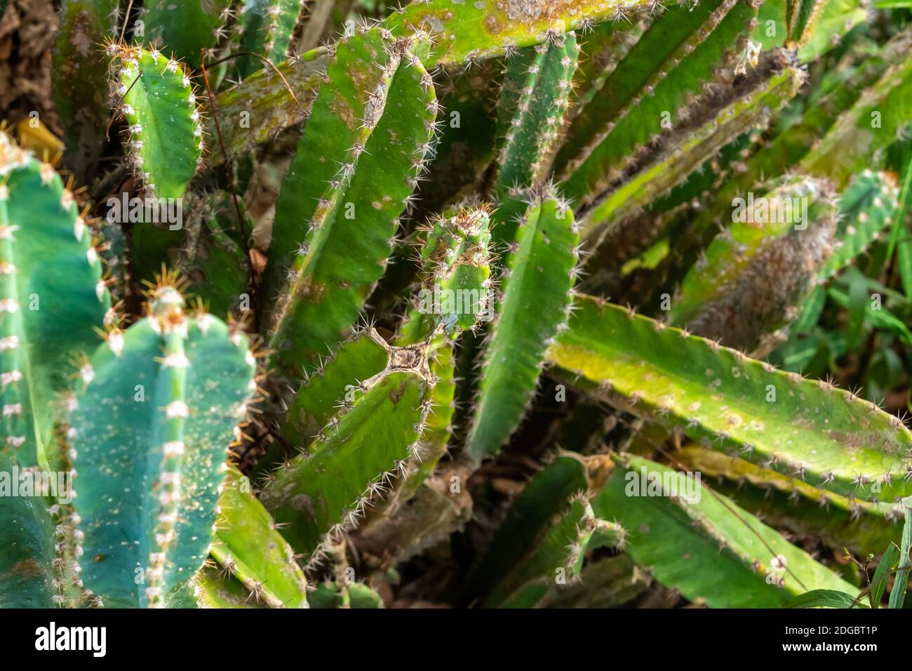 Dickichte von großen und grünen Kakteen Hintergrund tropische Pflanze close-up Stockfoto
