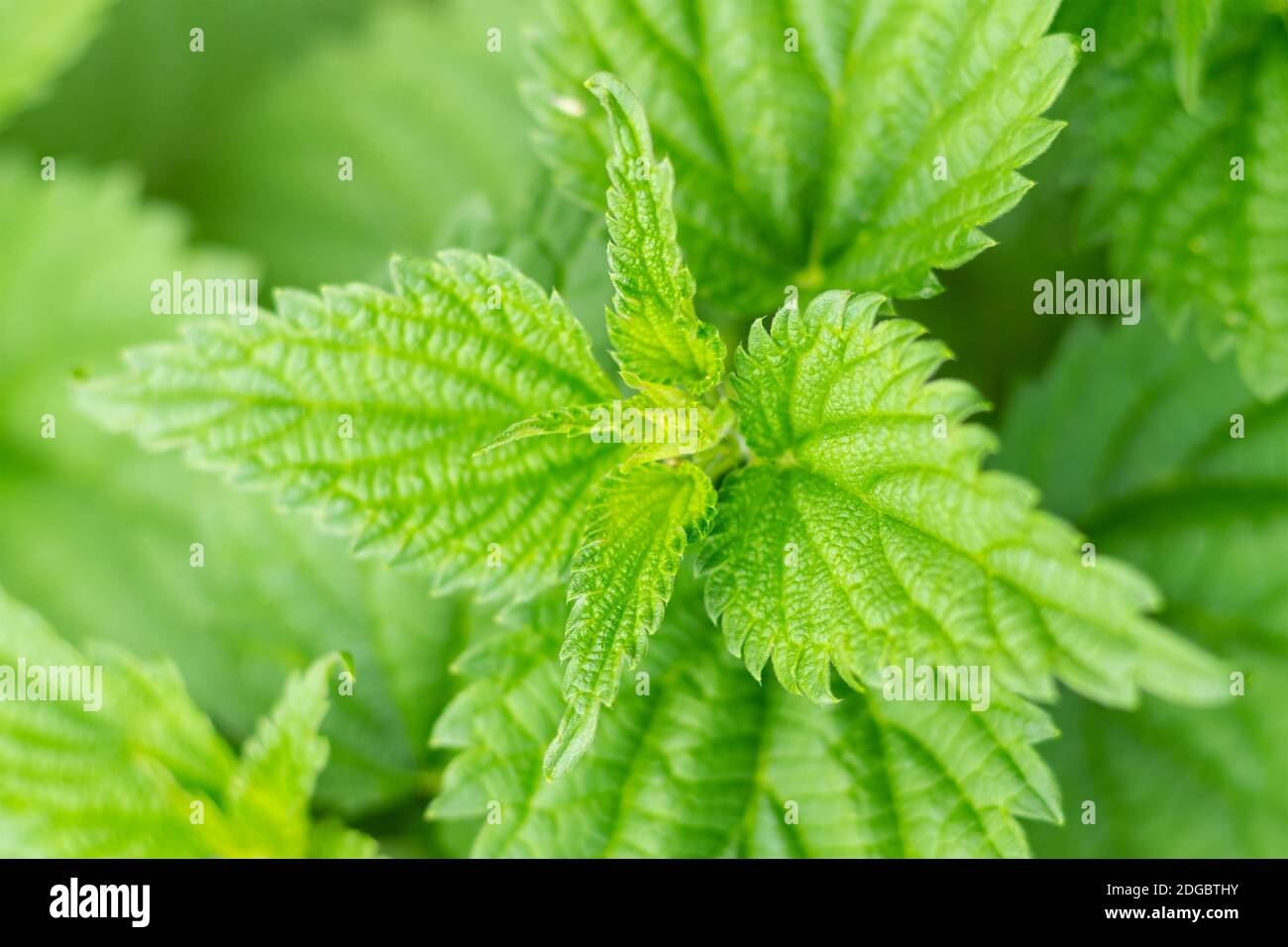 Hintergrund Minze Busch durchbrochen und lange, grüne Blätter close-up Frühjahr Design, würzige Kräuter Stockfoto