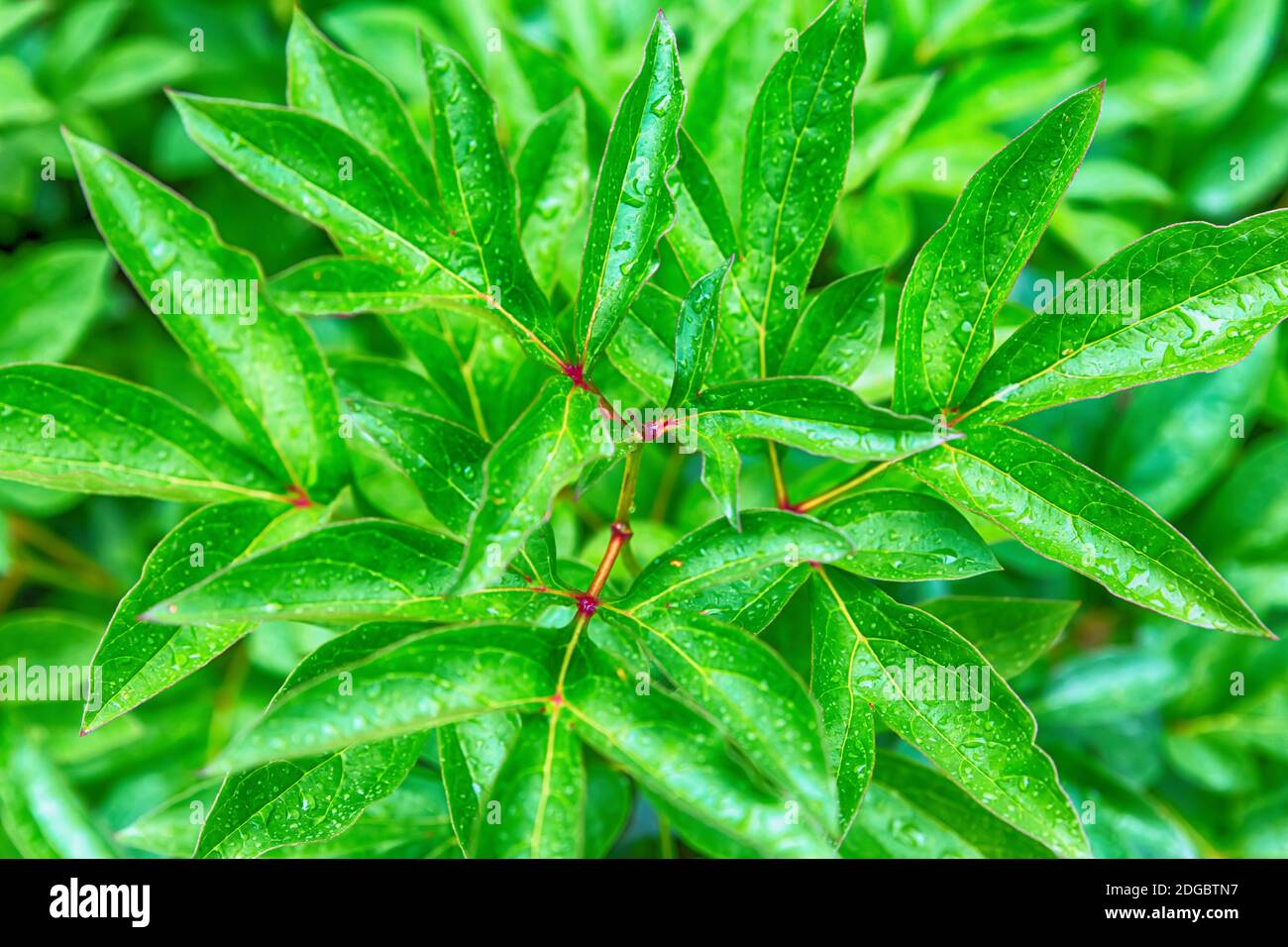 Busch mit hellgrünen Blättern. Vegetativ, Frühling und heller Designhintergrund Stockfoto