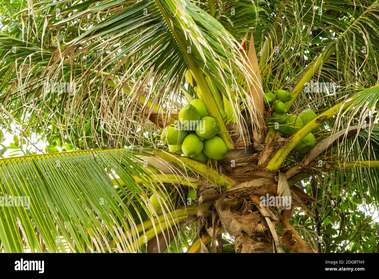 Grüne Kokosnüsse wachsen hoch auf einer Palme unter dicken Blätter Hintergrund tropische Pflanzen Stockfoto