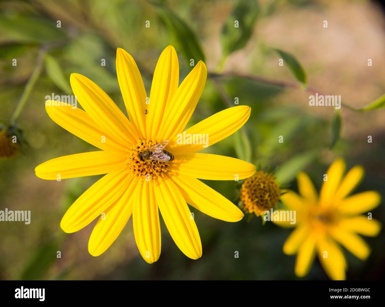 Große schöne gelbe Blume und eine Biene darauf sitzen Stockfoto