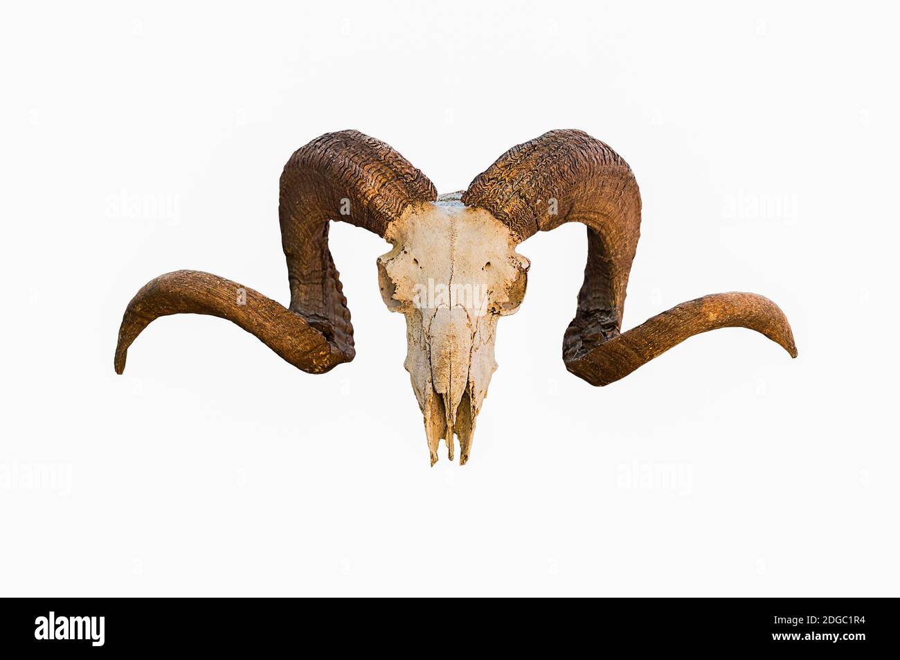 Natürliche Schädel von RAM mit gebogenen Hörnern auf weiß isoliert Hintergrund Stockfoto