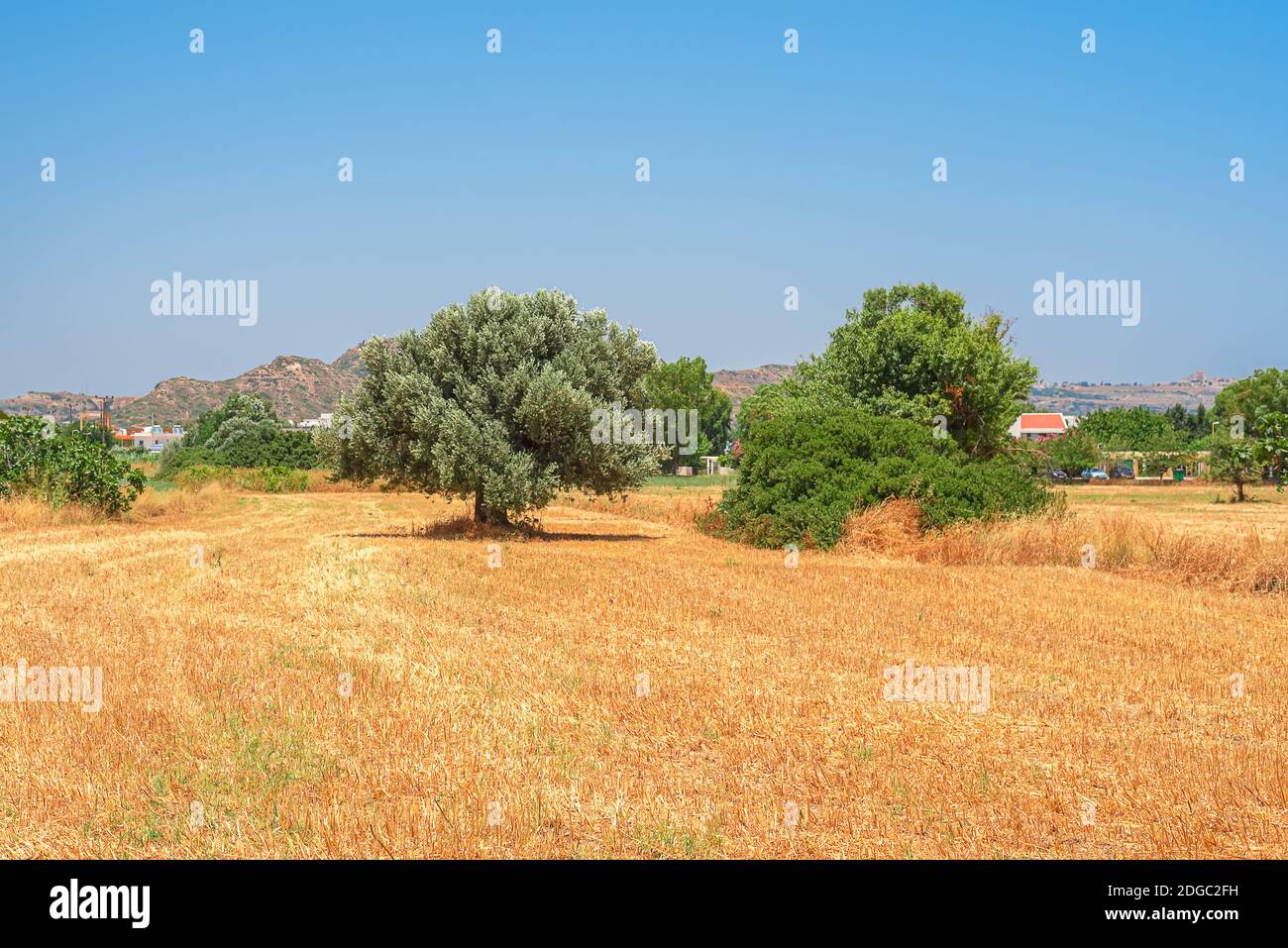 Das gelbe, schräge Sommerfeld mit einem einsamen Olivenbaum Stockfoto