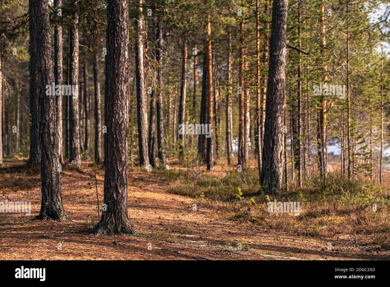 Kiefernstämme im finnischen Wald im Frühling Stockfoto