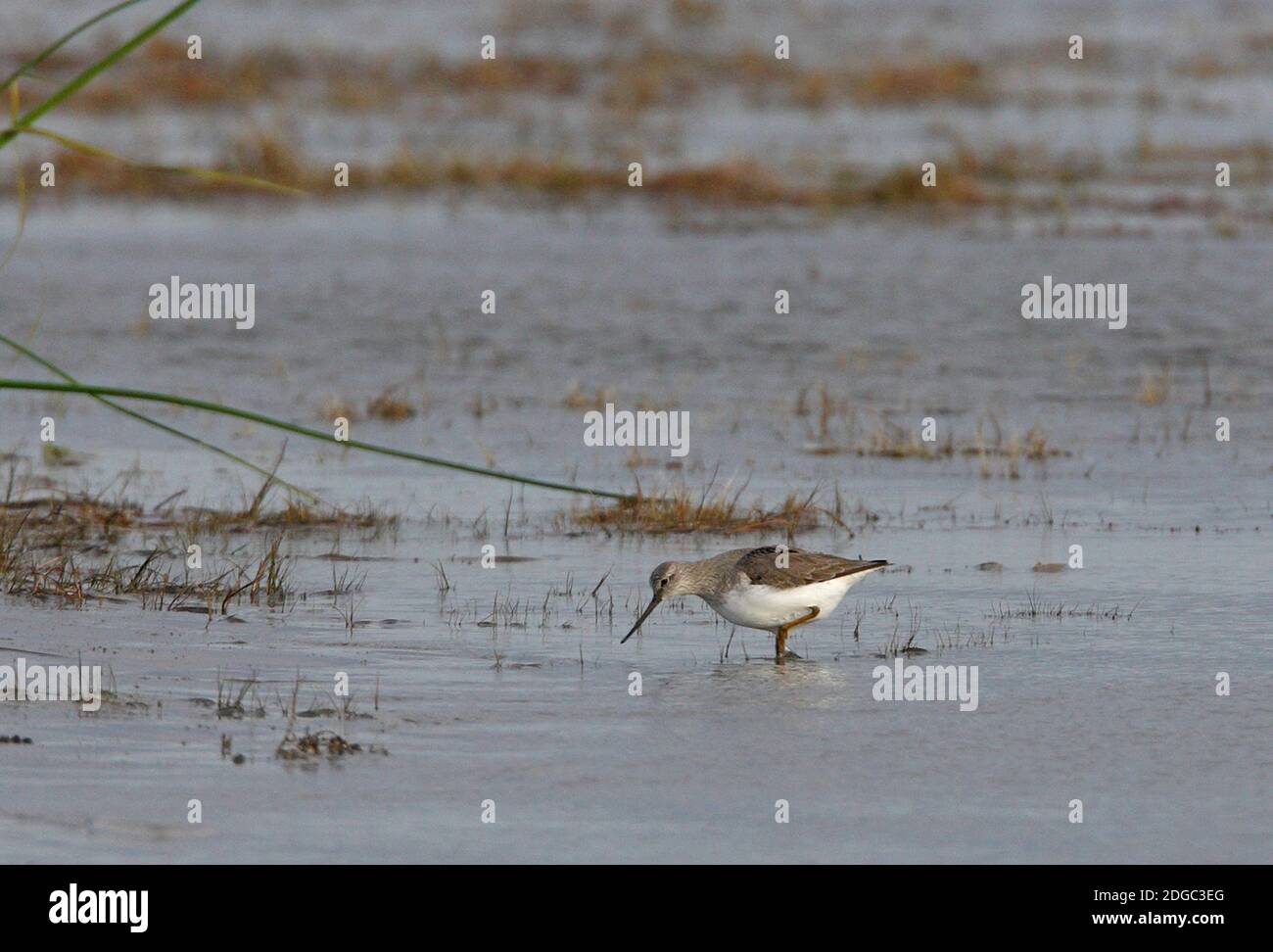 Terek Sandpiper (Xenus cinereus) Erwachsene Fütterung am See Balkhash, Kasachstan Juni Stockfoto