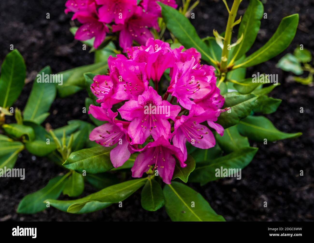 Rhododendron fliederrosa Nahaufnahme auf einem Hintergrund von grünen Blättern Stockfoto