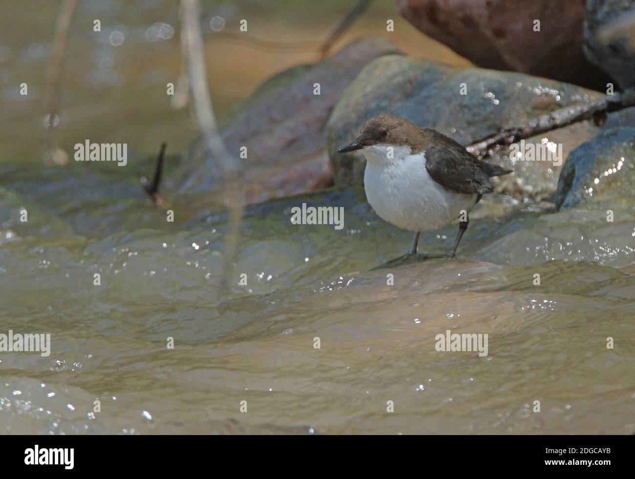 Weißkehliger Dipper (Cinclus cinclus leucogaster) Erwachsener, der im Gebirgsbach des Tien Shan-Gebirges, Kasachstan, steht Juni Stockfoto