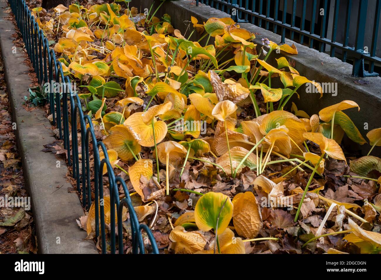 Am Thanksgiving Day, Donnerstag, den 26. November 2020, stirbt das Laub im Stadtteil Chelsea in New York. (© Richard B. Levine) Stockfoto