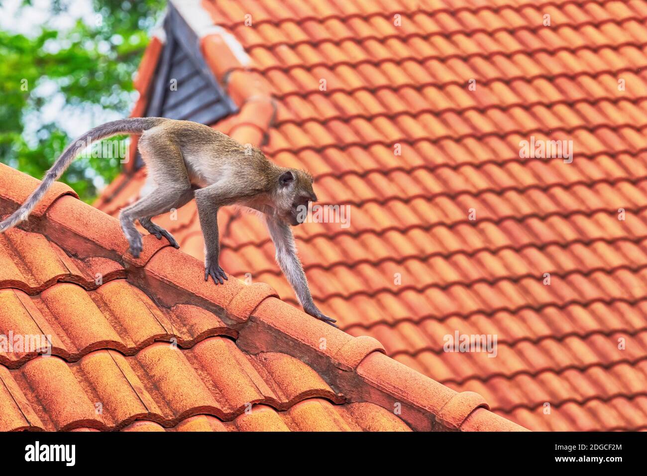 Ein junger grauer Makaken klettert um den Rand eines Gefliestes rotes Dach auf der Suche nach Essen Stockfoto