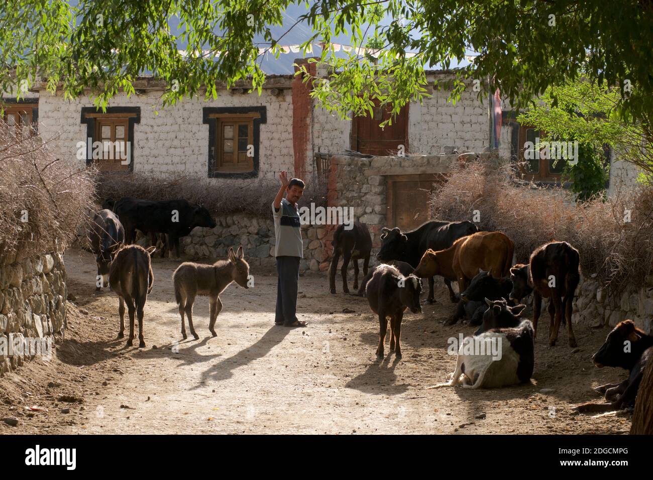 Herding Tiere durch die vilage von Diskit, Nubra Valley., Ladakh, Jammu und Kaschmir, Indien Stockfoto