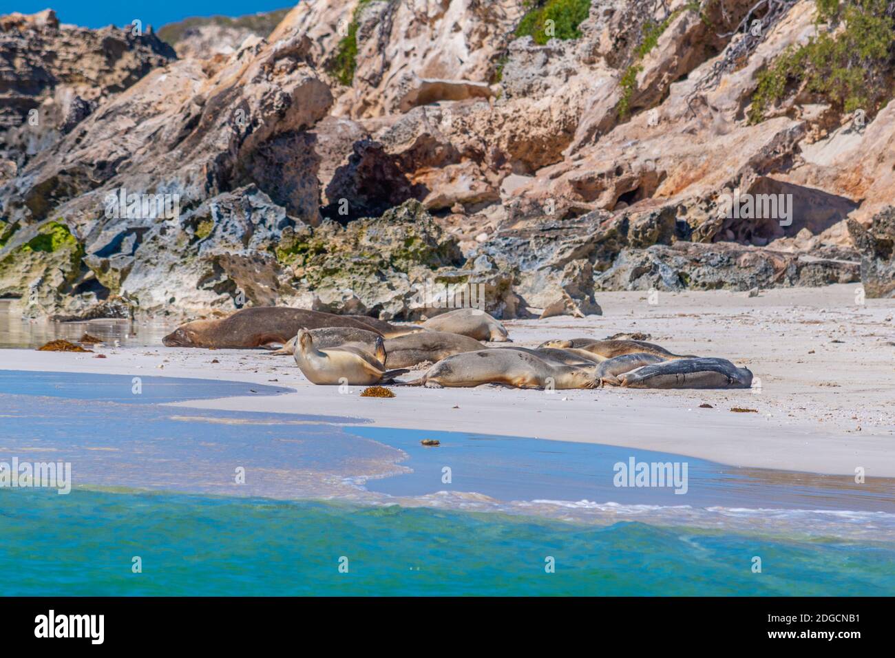 Seelöwen im Essex Rocks Naturschutzgebiet in Australien Stockfoto