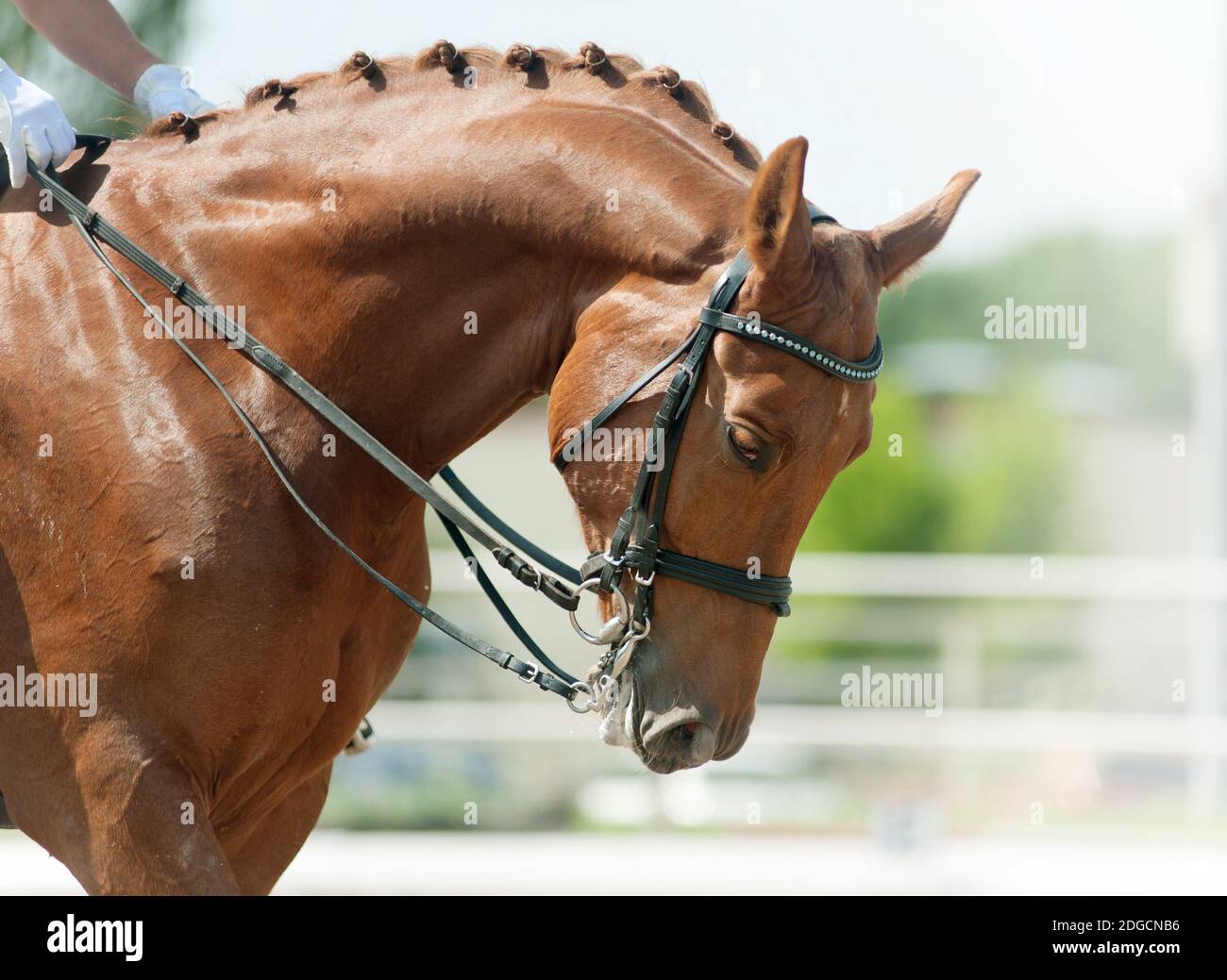 Pferd Dressur Stockfoto