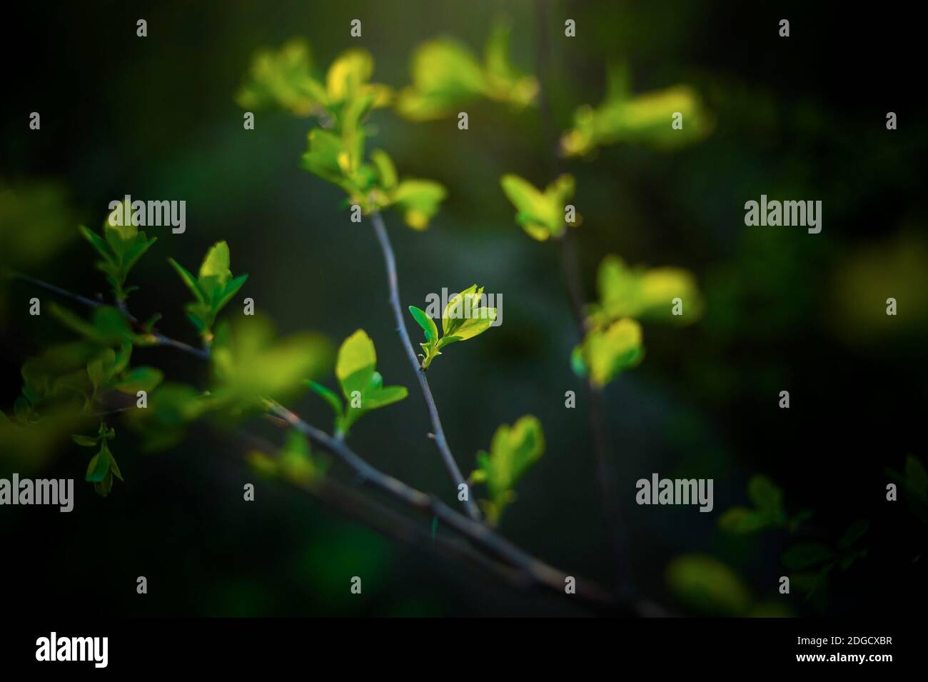 Die frischen Blätter des dekorativen Busches im frühen Frühling Stockfoto