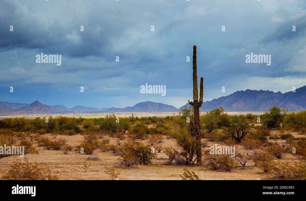 Arizona Wüste Panoramalandschaft in saguaro Kaktus Stockfoto