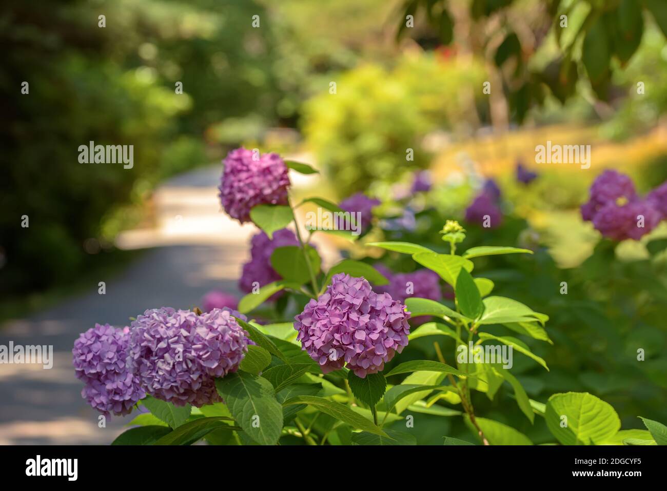 Die purpurnen Blüten der Hortensien auf den grünen Büschen Stockfoto