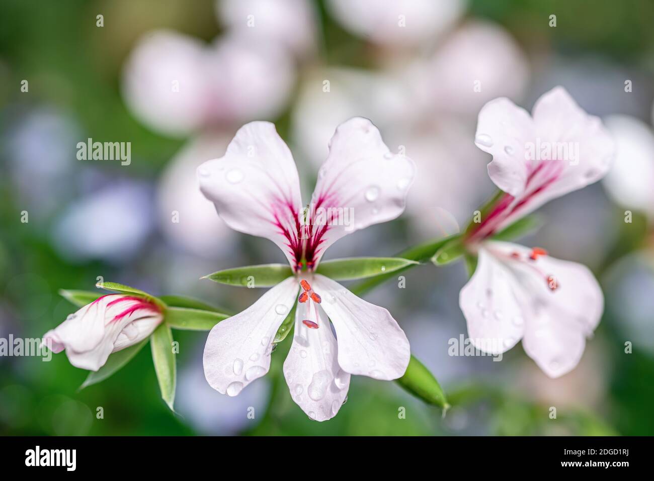 Makro-Foto von kleinen weißen Blume im Frühjahr Stockfoto