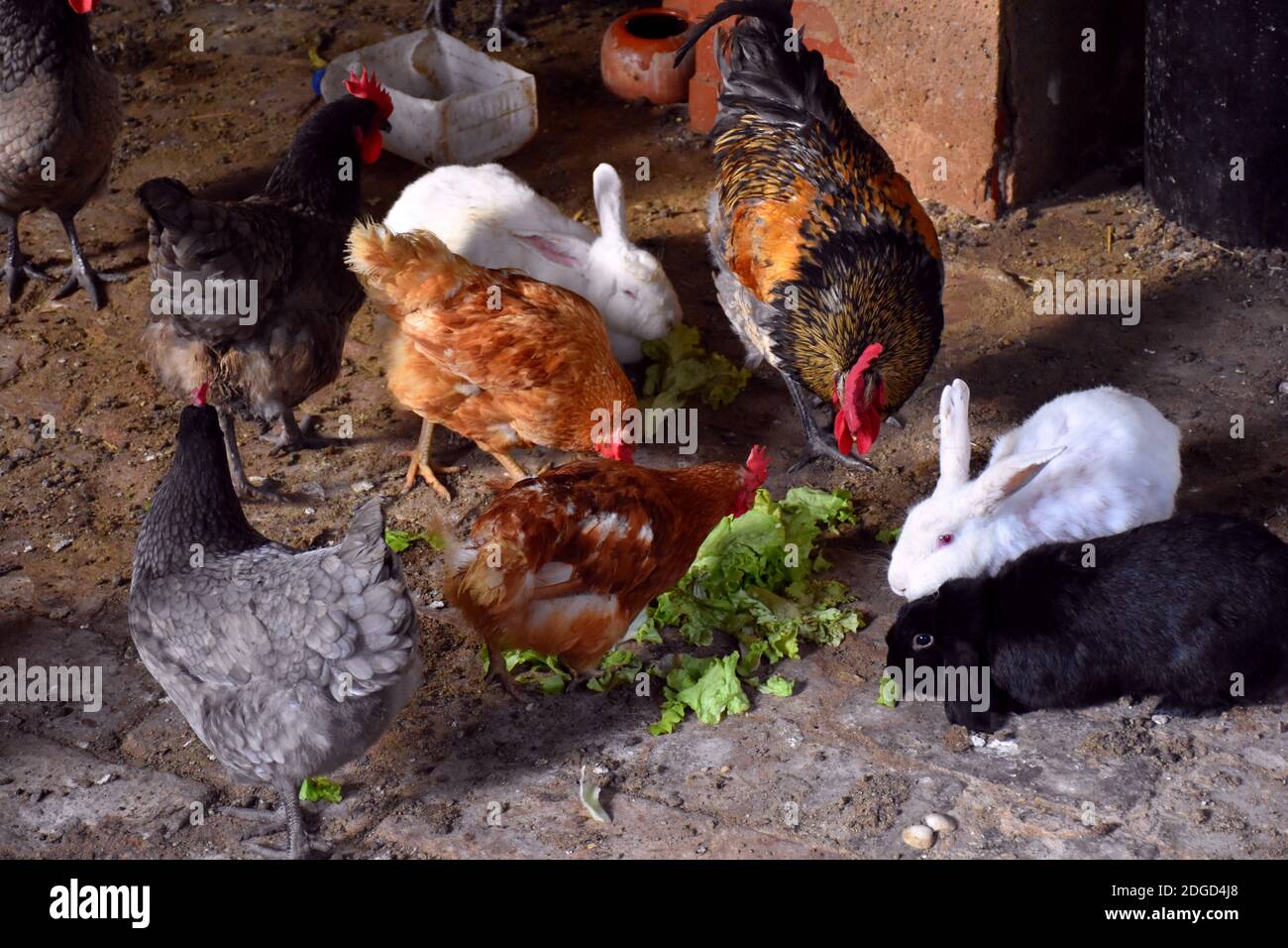 Hühner, Hahn und Kaninchen essen Salat im Inneren des Gebäudes. Stockfoto