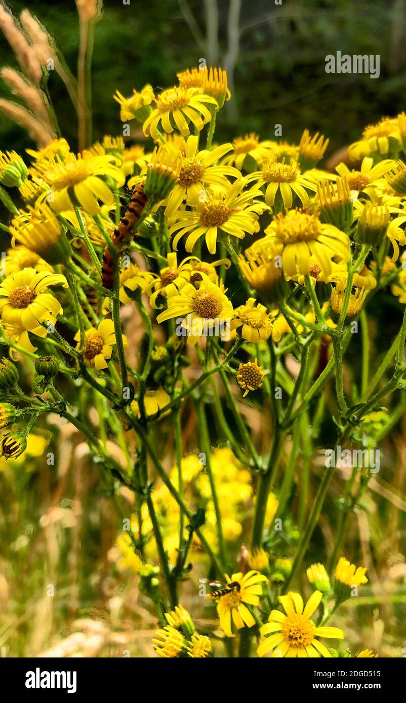 Gelbe Blumen Stockfoto