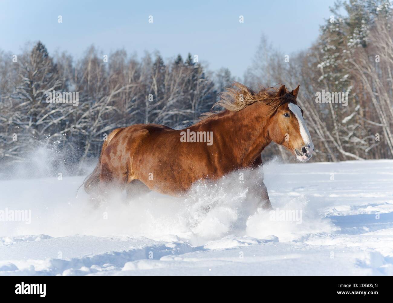 Schwere Pferderennen Stockfoto