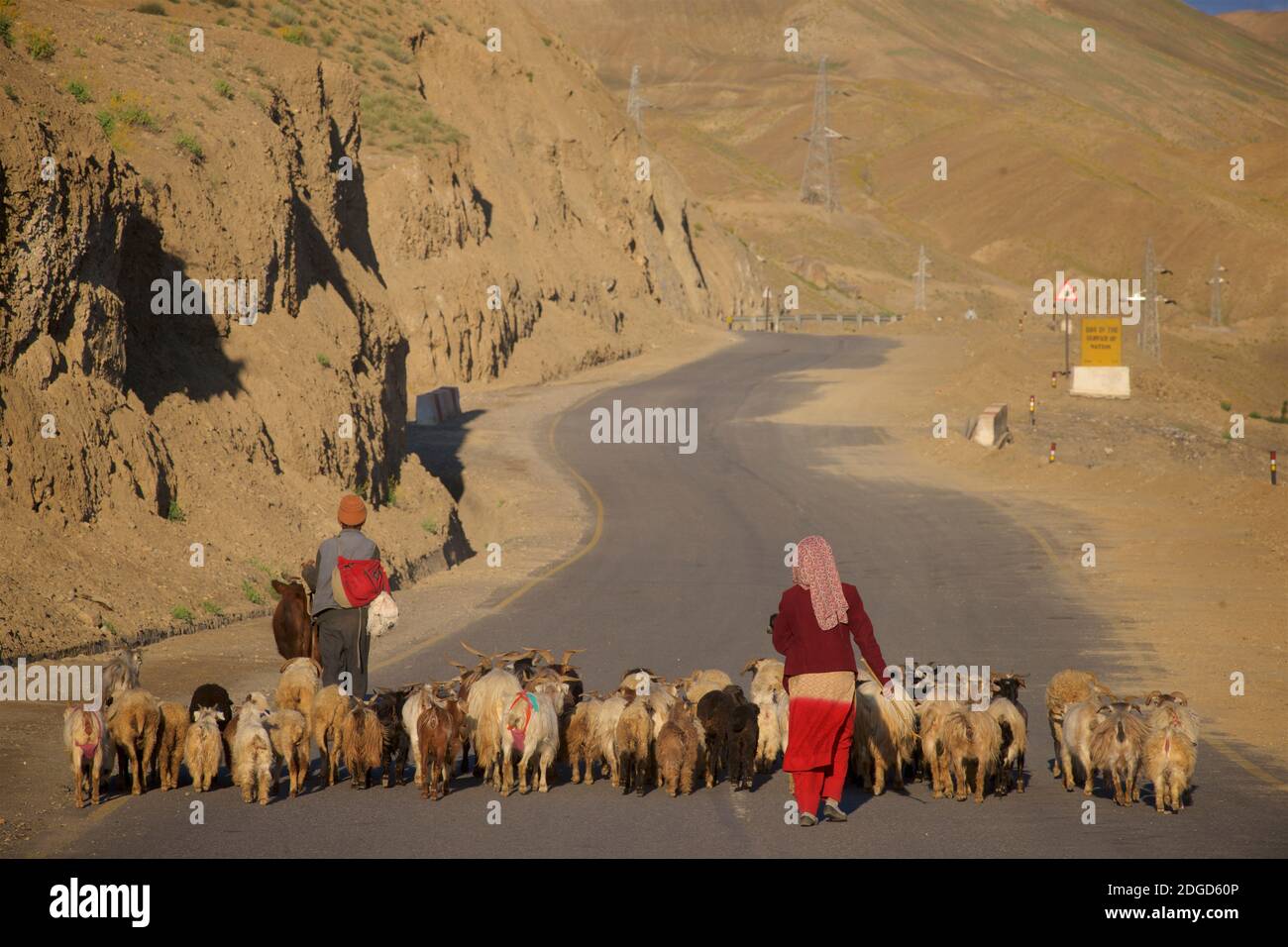 Ein gemeinsamer Anblick in Ladakh - Tiere, die entlang der Straße gehepft. Leh zu Srinagar Autobahn nahe Lamayouro, Ladakh, Jammu und Kaschmir, Indien Stockfoto