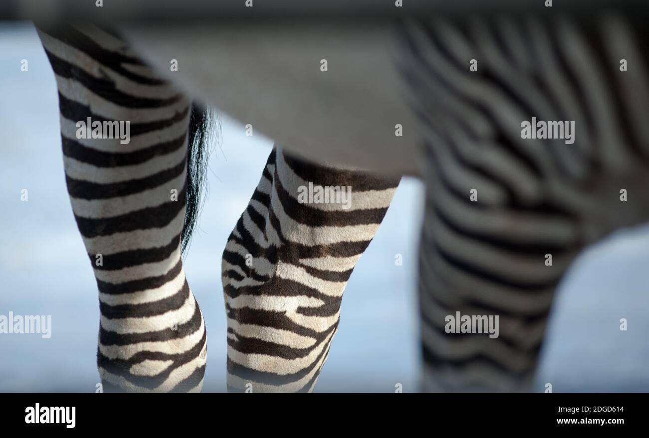 zebra Pferd Details der Beine Nahaufnahme Stockfoto