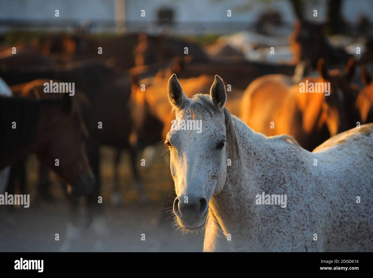 arabische Pferde im Gestüt Stockfoto