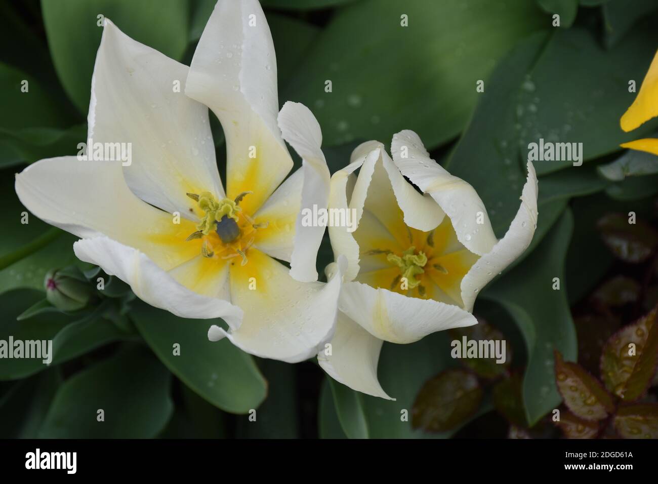 Weiße Tulpenblume im Garten mit Blick nach innen. Stockfoto