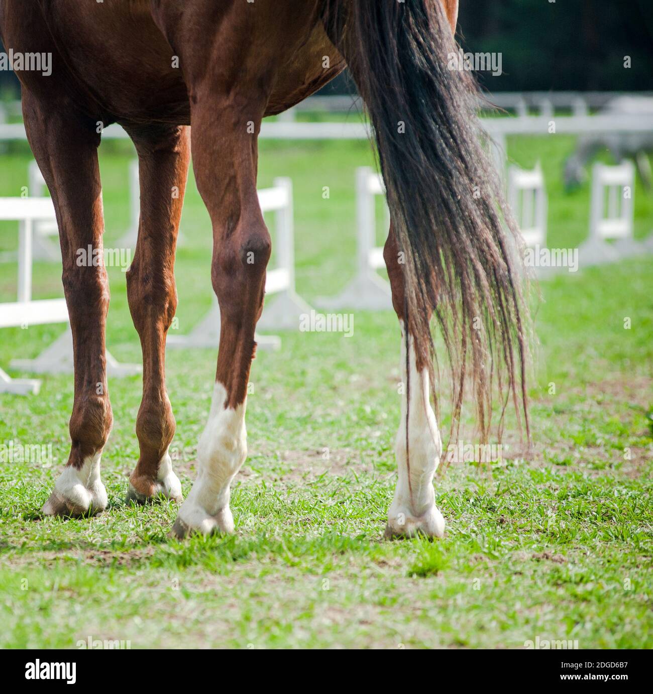 Pferdehufe aus der Nähe bei Reitereignissen Stockfoto