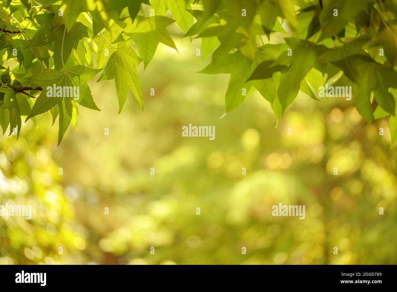 Grüner Hintergrund von Blättern und Ahornbaum Stockfoto