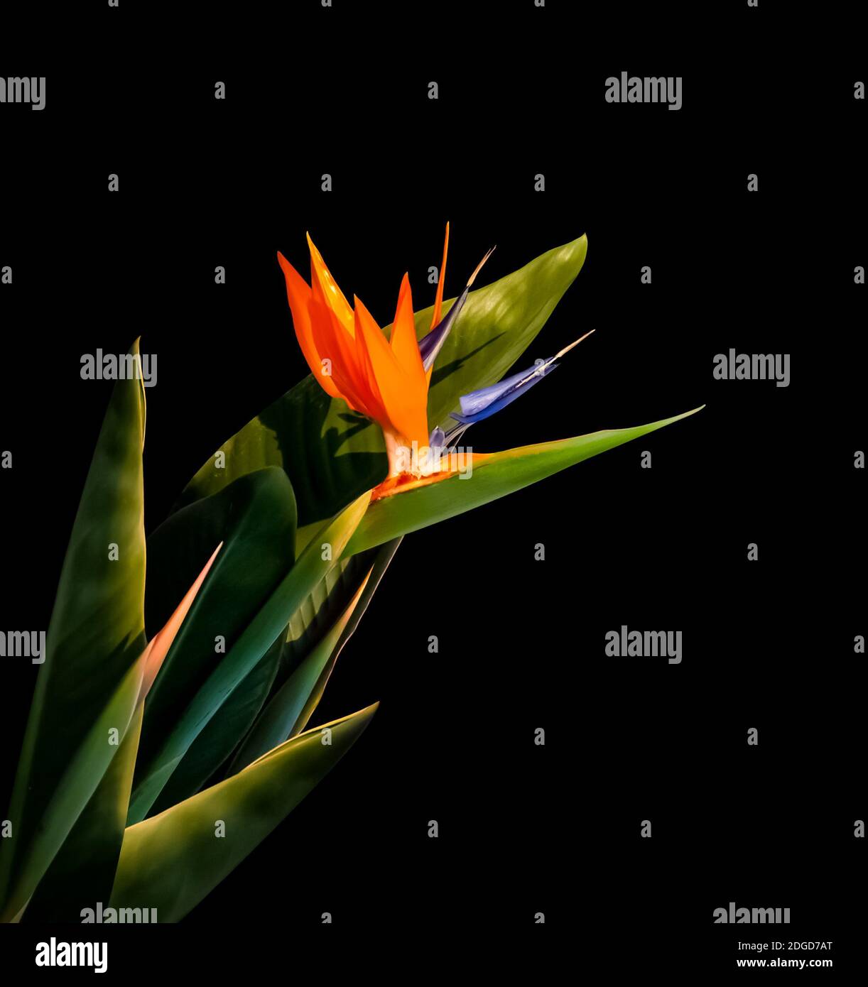 Bunte Paradiesvogel Blume Nahaufnahme mit Schatten und Blättern Isoliert auf schwarzem Hintergrund Stockfoto