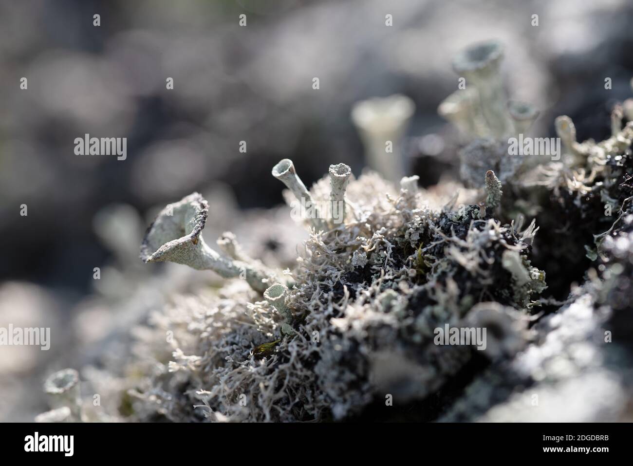 Makro Foto von Grüne runde nördlichen Flechten auf Stein Stockfoto