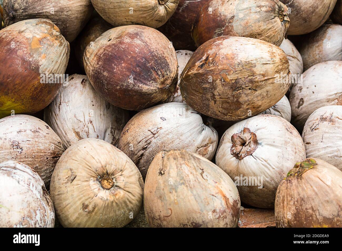 Zwiebel Rübe ganze weiße Knolle Nahaufnahme Hintergrund Gemüse Muster Stockfoto