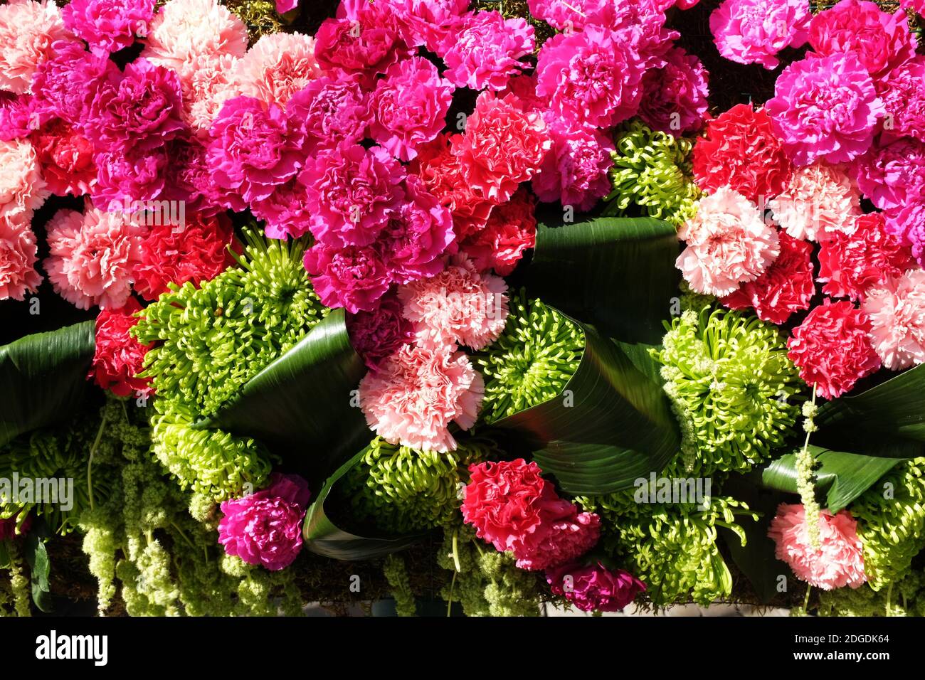 Hintergrund von roten und rosa Nelken Stockfoto