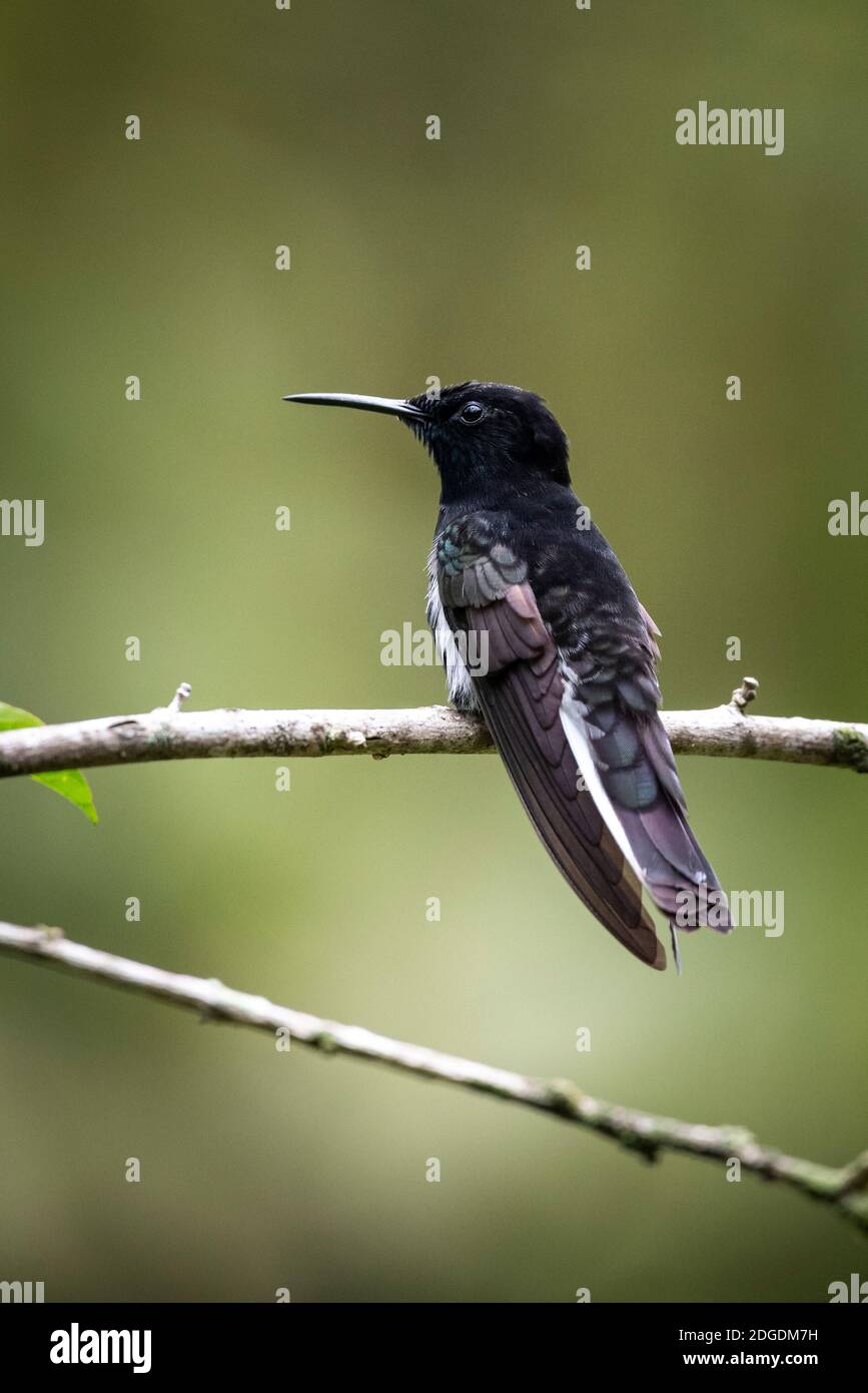 Schöne schwarz-weiße tropische Kolibri auf Baumzweig in grünen Regenwald Landschaft, Mantiqueira Mountains, Rio de Janeiro, Brasilien Stockfoto